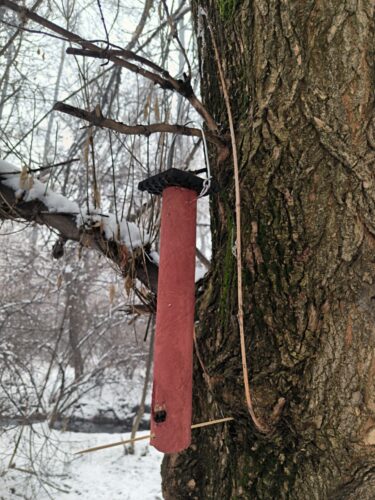 🌿📚 Уроки природы под открытым небом 🐦🌲
