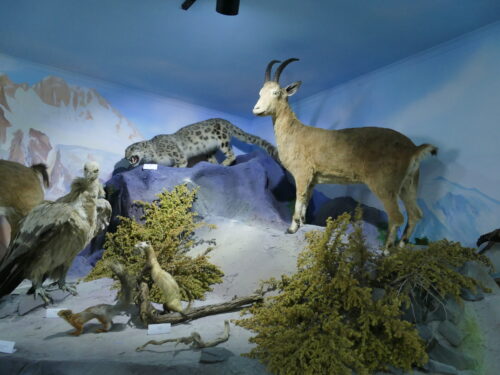 🐾 Лучше гор могут быть только горы. Знакомство с животными Кыргызстана. 🦌🦉🦊