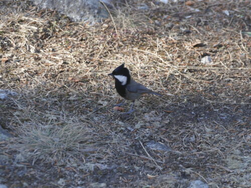 🐾 Лучше гор могут быть только горы. Знакомство с животными Кыргызстана. 🦌🦉🦊