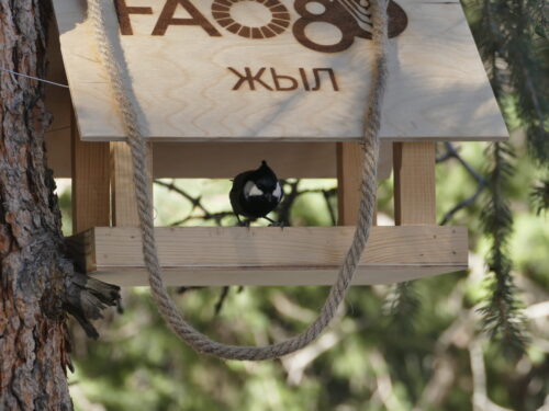 🐾 Лучше гор могут быть только горы. Знакомство с животными Кыргызстана. 🦌🦉🦊