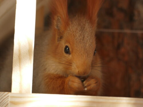 🐾 Лучше гор могут быть только горы. Знакомство с животными Кыргызстана. 🦌🦉🦊