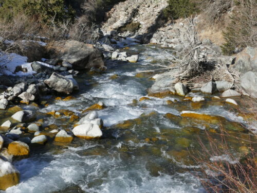 🐾 Лучше гор могут быть только горы. Знакомство с животными Кыргызстана. 🦌🦉🦊