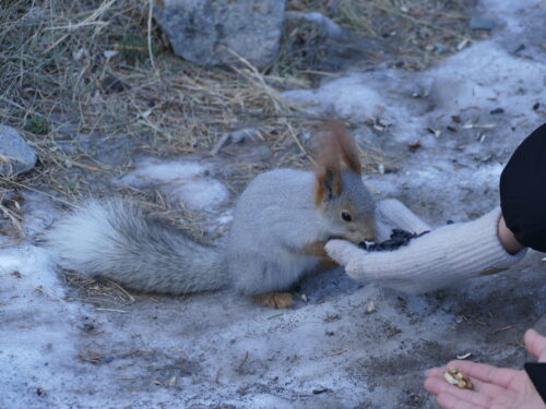 🐾 Лучше гор могут быть только горы. Знакомство с животными Кыргызстана. 🦌🦉🦊