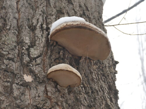 🌿📚 Уроки природы под открытым небом 🐦🌲