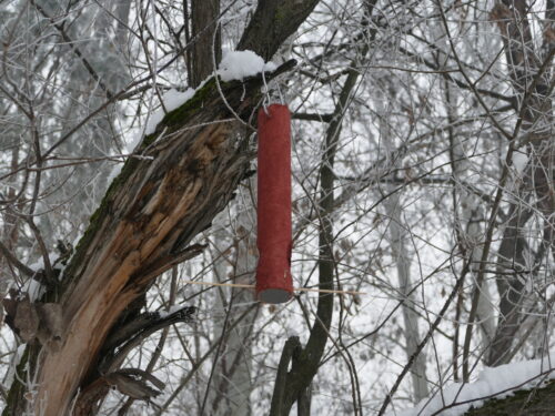 🌿📚 Уроки природы под открытым небом 🐦🌲