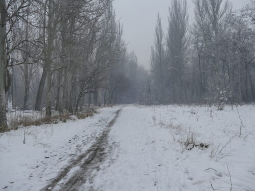 🌿📚 Уроки природы под открытым небом 🐦🌲
